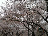 ドライブスルー花見