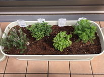 プランター開始！！