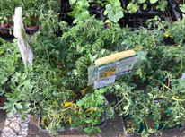 ミニトマトに挑戦！