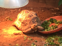 カメミちゃん…