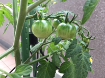 ちょこっと成長！