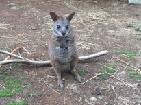 テレビで紹介されてました！