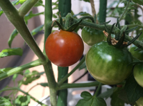 色づいてきました！