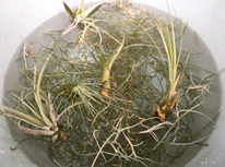 エアプランツ！