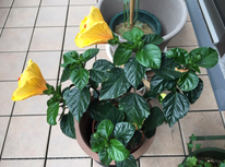 今朝のハイビ！