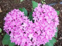 何の花ですかね？