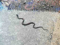 騙されました。