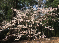 桜の季節です！