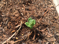 さらに新芽が！