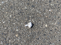 落とし物にご注意