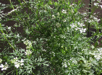 パクチーの最後！