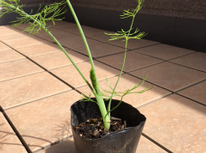 食べられる植物！