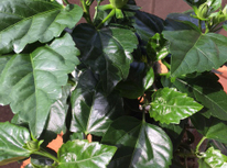 今年はレッド！