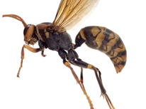 殺虫剤の性能アップ