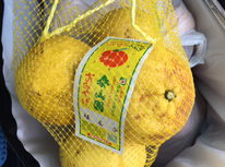 夏ミカンの時期！