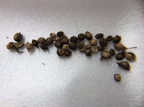 コリアンダー！？