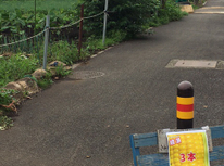 綾瀬のとうもろこし！