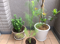 おさかな料理に！