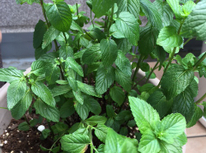 喰われました！