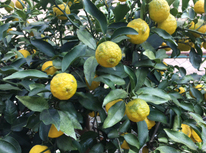 いつの間にか！