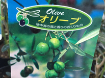 ガーデンセンター！