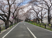 さくら咲きました