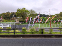 鯉のぼりが泳いでいました