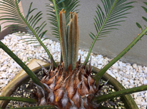 良い感じです！