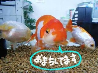 らんちゅう
