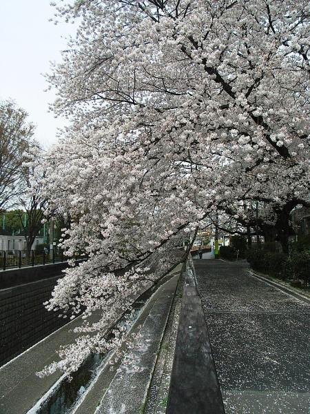 桜01