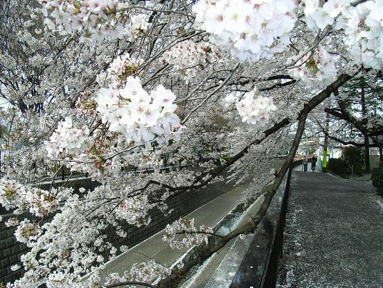 桜02