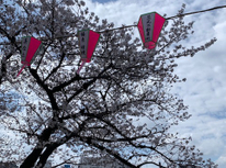 曳舟の日の丸不動産！隅田川桜祭りに向けて提灯を協賛しました｜曳舟の春の魅力をお届け！