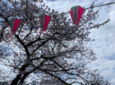 曳舟の日の丸不動産！隅田川桜祭りに向けて提灯を協賛しました｜曳舟の春の魅力をお届け！