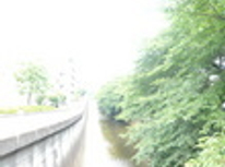 マチナカ情報　：　氷川台の自然　