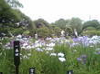 マチカド情報　：　堀切菖蒲園