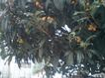 目黒区八雲の２ＤＫ　：　住宅街生活を楽しもう！