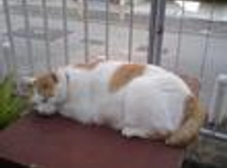 ちょっとした陽だまりが大好きです。　ペット可　祖師谷大蔵