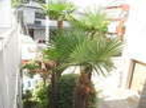 賃貸ブログ　ヤシの木が目印です？