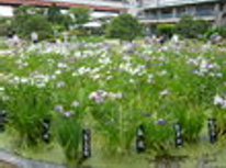 賃貸ブログ　堀切菖蒲園（公園）からわずか2～3分のプチ一戸建て