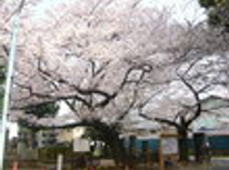 賃貸ブログ　ソメイヨシノ桜満開！！　発祥の地　巣鴨編