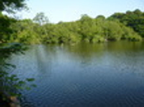 賃貸ブログ　緑と池の石神井公園編