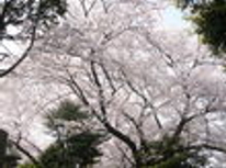 賃貸ブログ　今から来春が待ち遠しい　特等席をご案内　巣鴨編