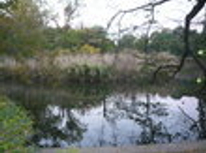 賃貸　ブログ　善福寺公園物語