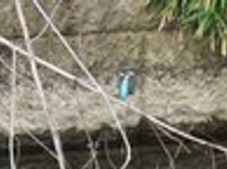 多摩川の自然を楽しみたい方へ・・・