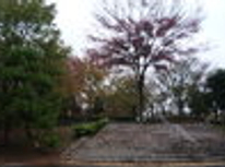 木場　川と緑（公園）の街