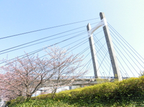木場公園の桜が咲き始めました♪