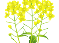 お花見のすすめ part2