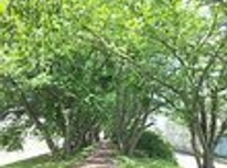 緑のトンネル　ウォーキング