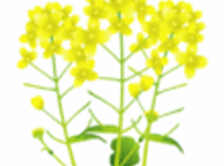 国営ひたち海浜公園