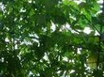 ゴーヤのカーテン